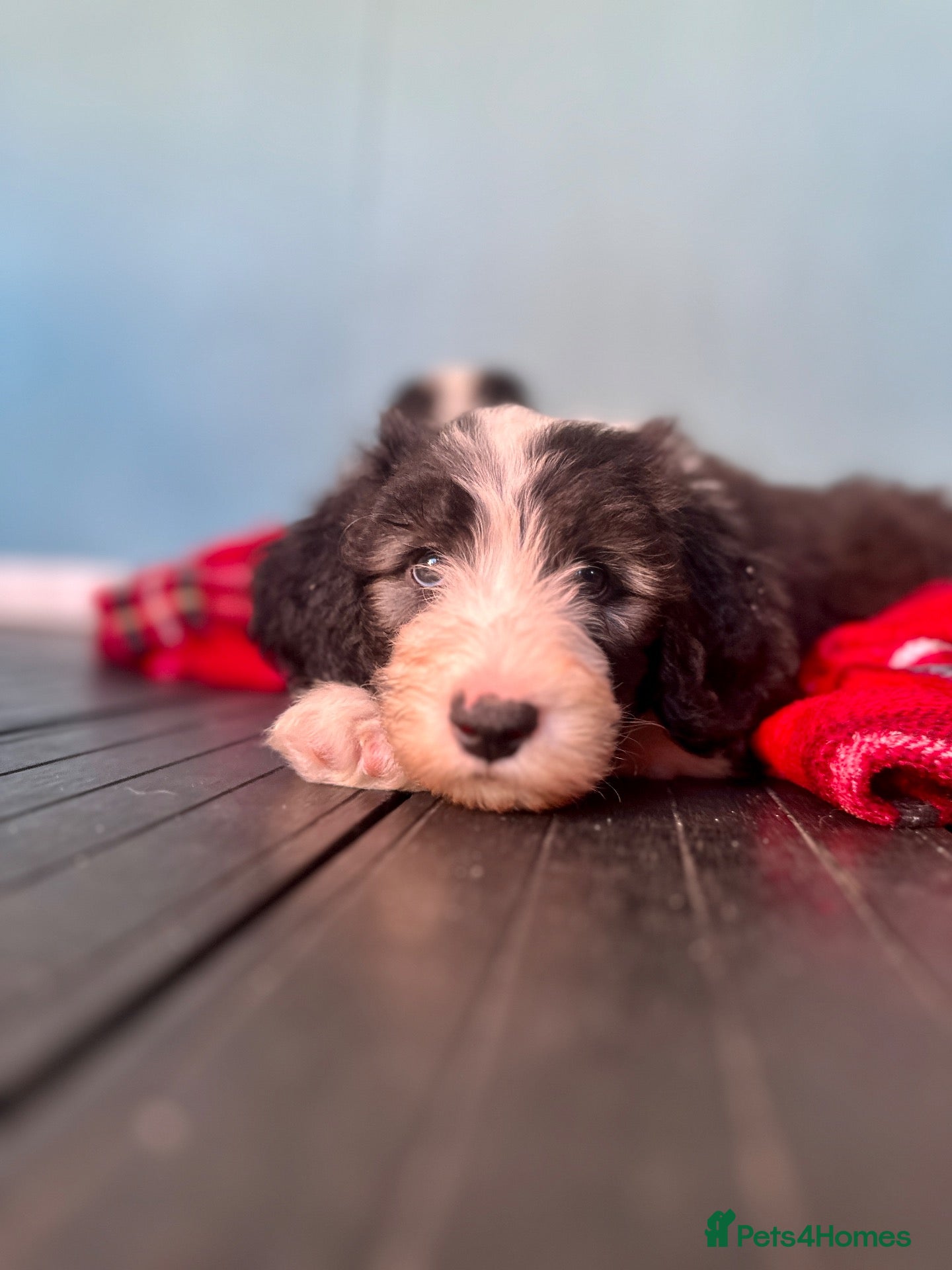 Sheepadoodle dogs Beautiful Blue & White Sheepadoodles - Advert 1
