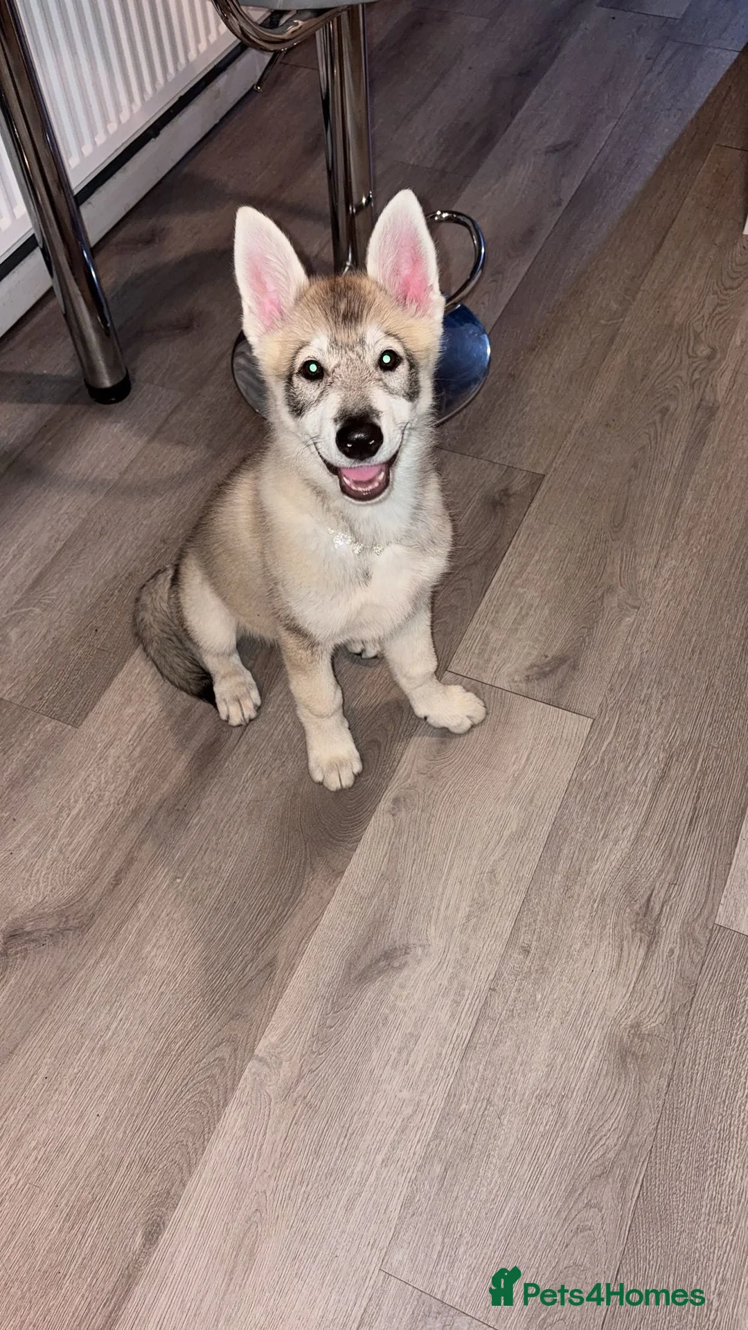 Utonagan dogs for sale: Narla the utonigan  in Telford - Advert 1