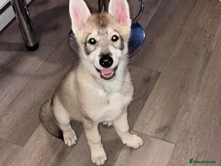 Utonagan dogs Narla the utonigan - Advert 2