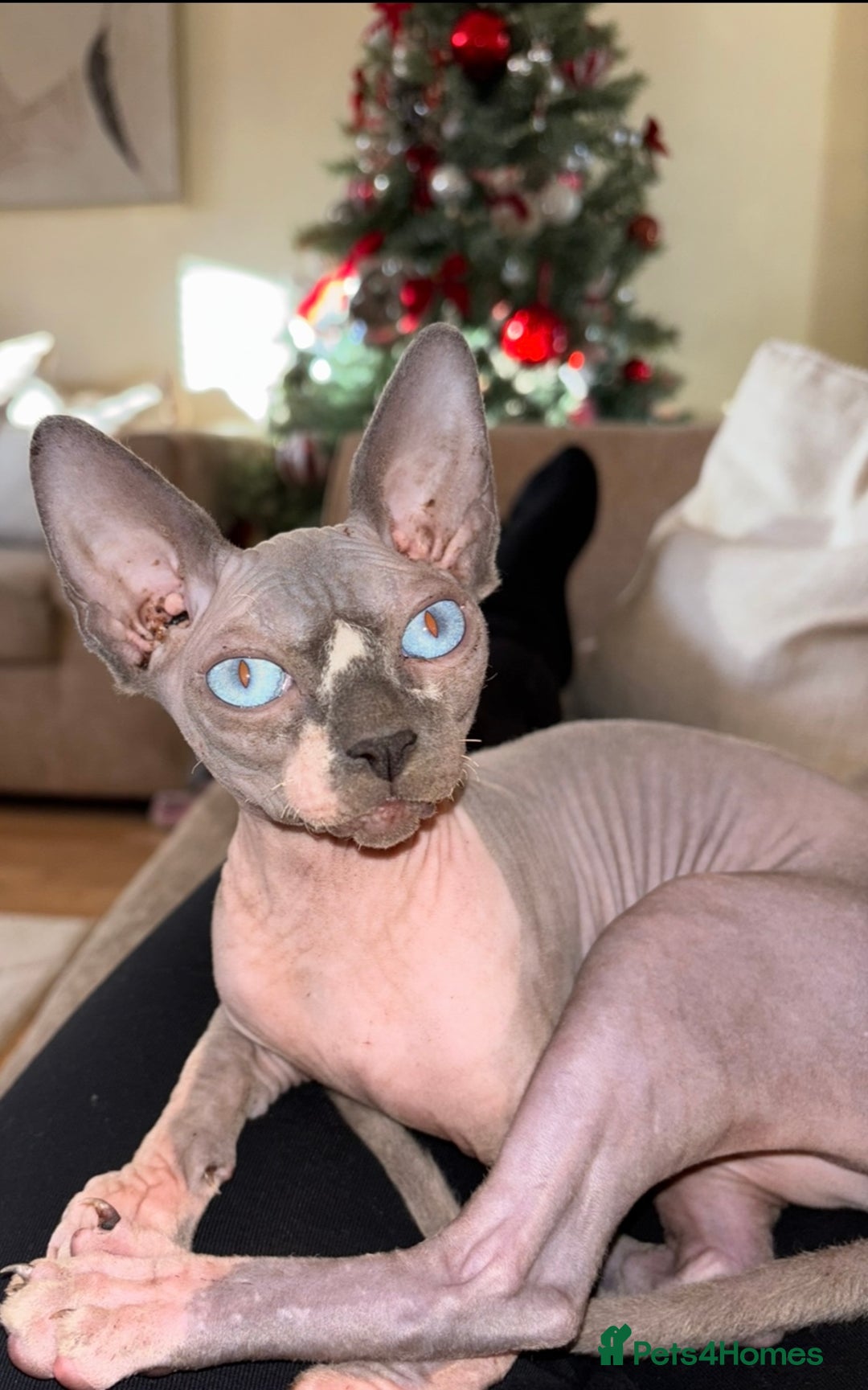 Sphynx cats for sale: Canadian Sphynx  - Advert 1