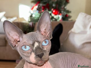 Sphynx cats Canadian Sphynx - Advert 7