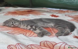 British Shorthair cats for sale: Beautiful British cat  - Image 20