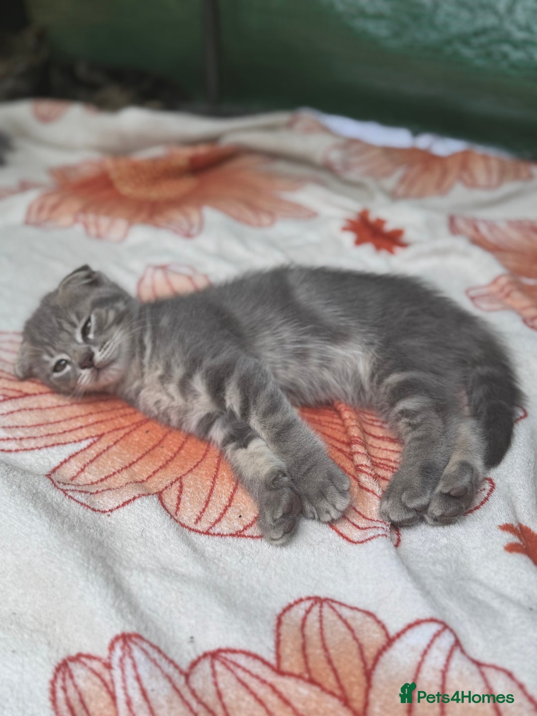 British Shorthair cats for sale: Beautiful British cat  - Image 20