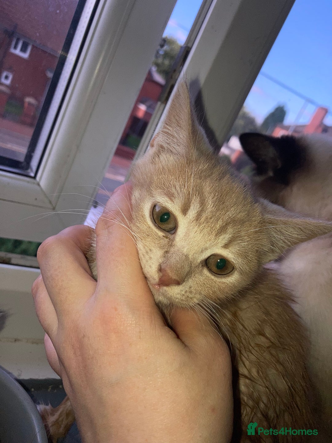 British Shorthair cats for sale: Kittens READY TO LEAVE British SH/Russian white - Image 1