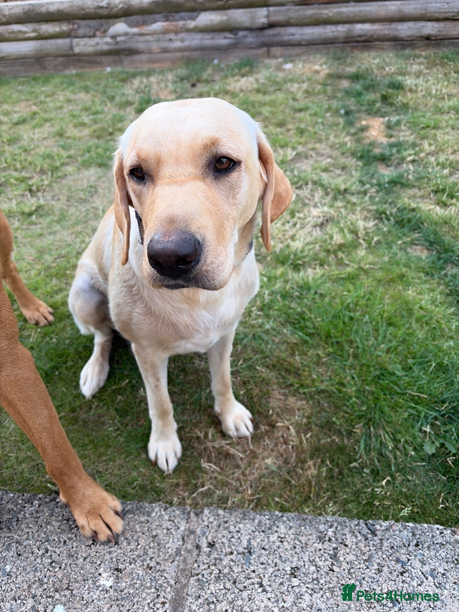 Labrador Retriever dogs Golden Labrador puppies - Advert 1