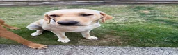 Labrador Retriever dogs for sale: Golden Labrador puppies - Advert 1