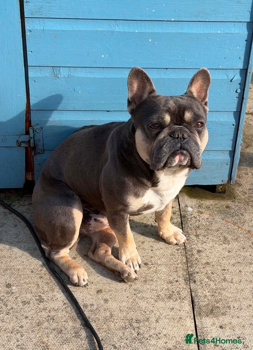 French Bulldog dogs Male French bulldog  - Advert 6