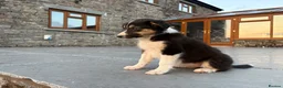 Border Collie dogs for sale: Beautiful Welsh Border Collie Puppies in Brecon - Advert 13