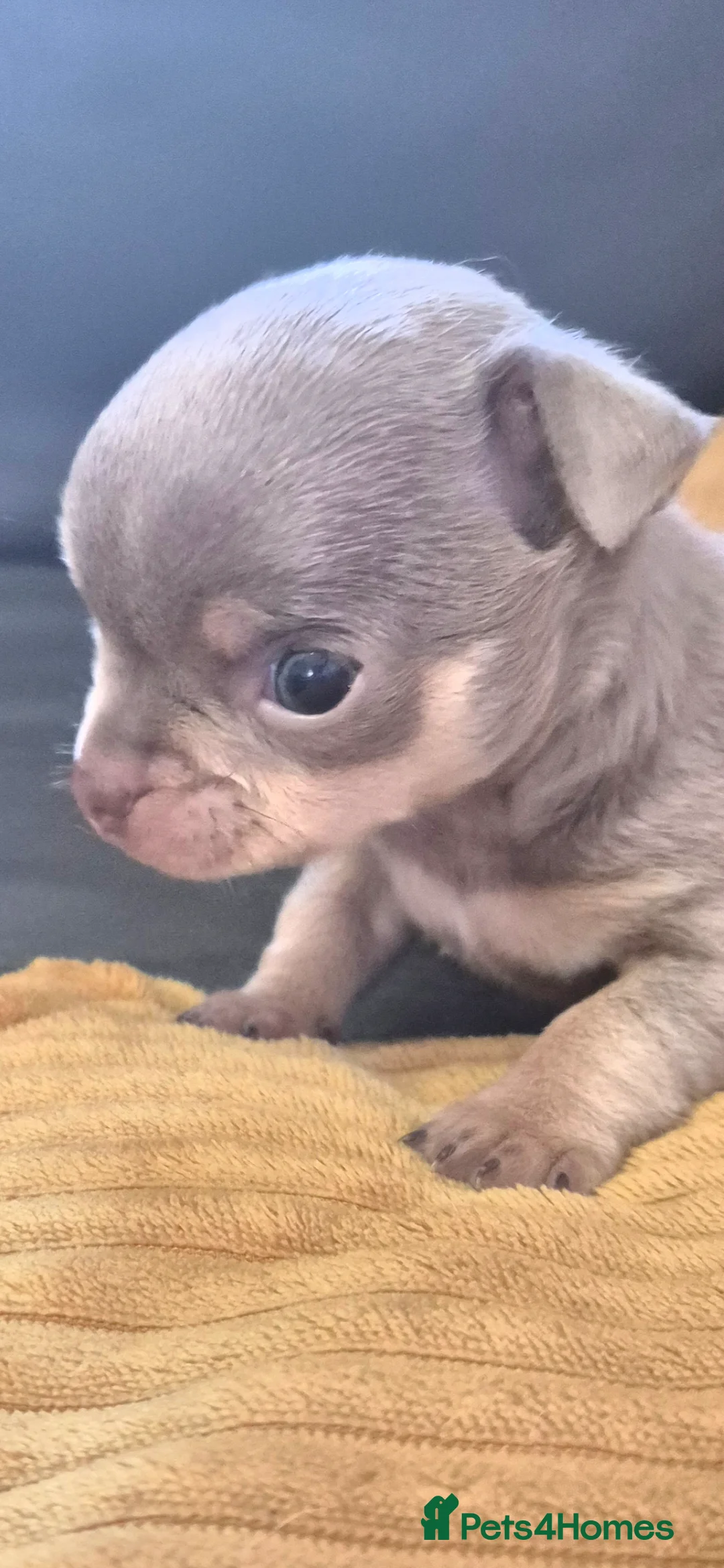 Chihuahua dogs for sale: Beautiful tiny lilac/tan girl - Advert 2