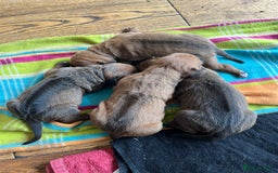 Rhodesian Ridgeback dogs for sale: Fabulous Rhodesian Ridgeback girls - Image 14