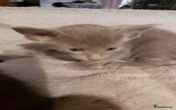 Oriental cats for sale: Full Pedigree Oriental 1 Kitten XL size ears GCCF - Image 18
