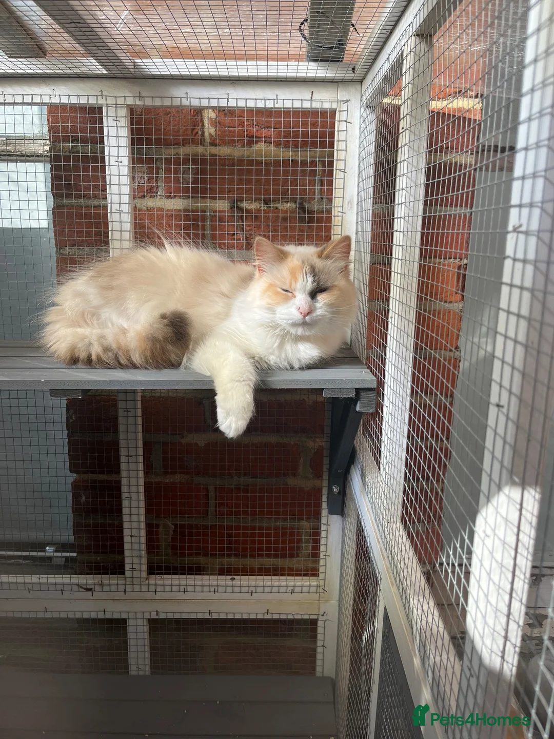 Ragdoll cats for sale: Ragdoll looking for a new home  in Royston - Advert 1