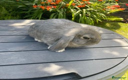 Mini Lop rabbits for sale: Beautiful Mini Lop Bunnies - Image 12