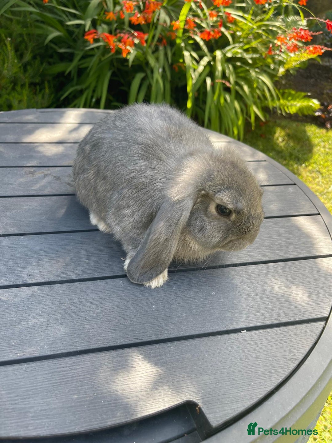 Mini Lop rabbits for sale: Beautiful Mini Lop Bunnies - Image 12