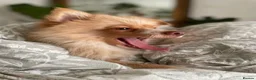 Pomeranian dogs for sale: Pomeranian Puppies Available For Sale - Advert 11