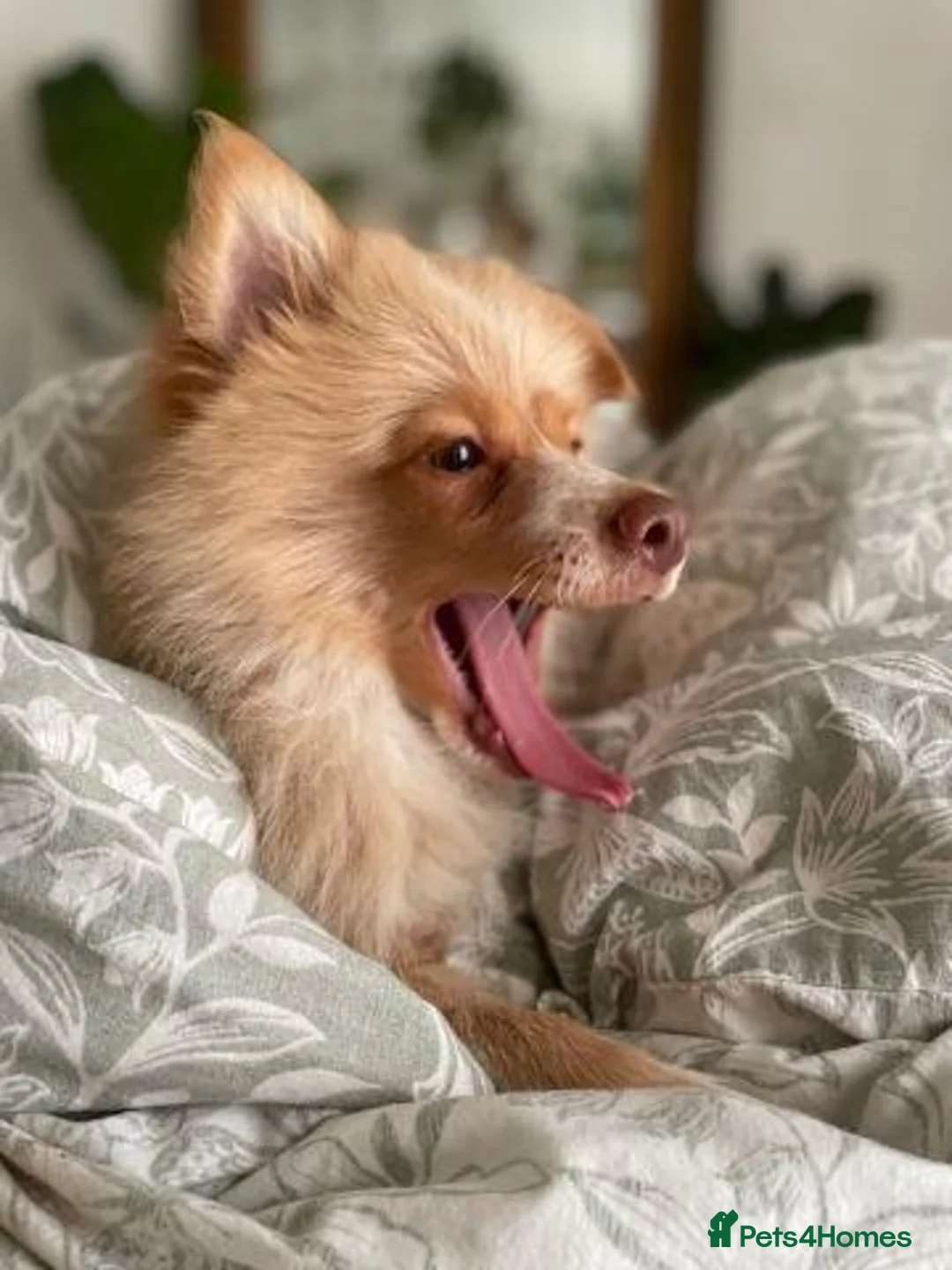 Pomeranian dogs for sale: Pomeranian Puppies Available For Sale - Advert 11