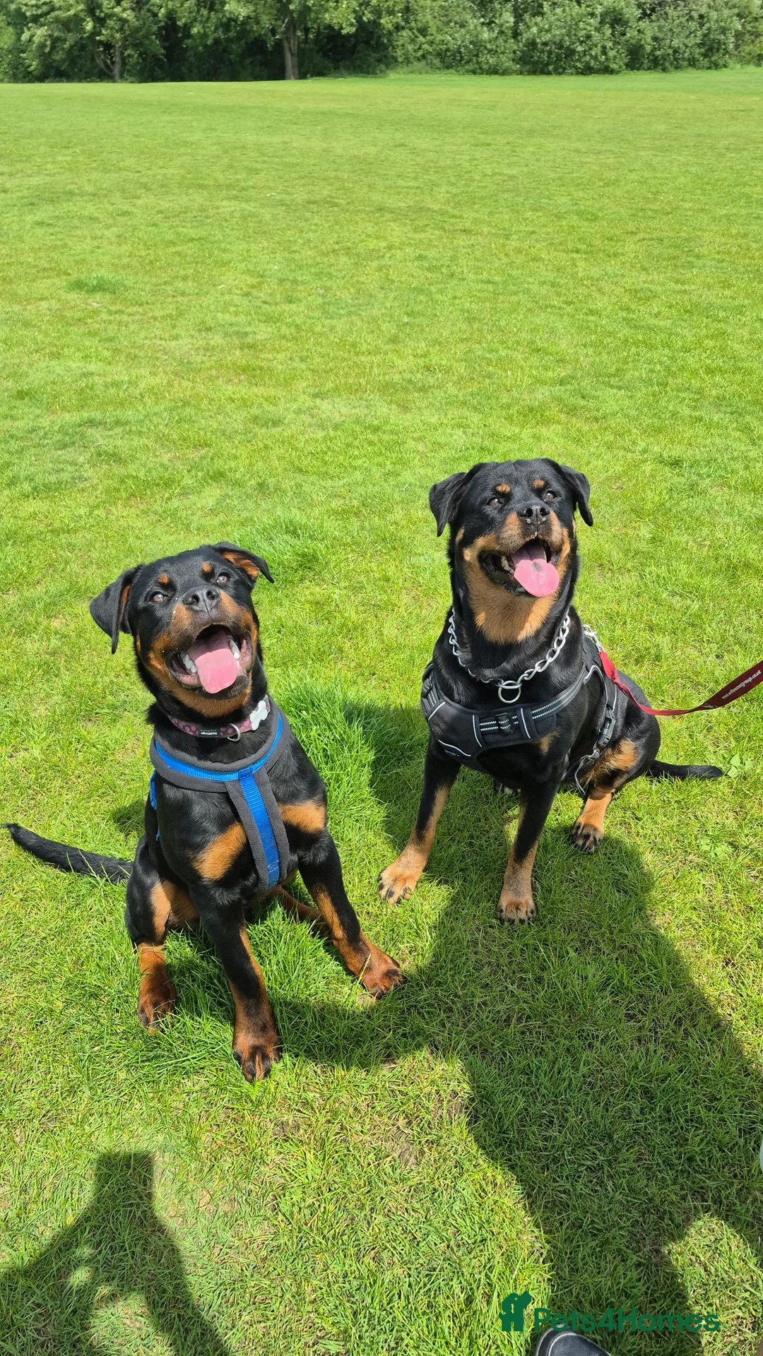 Rottweiler dogs for sale: Last male rottie pup - Advert 1