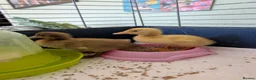 Ducks poultry for sale: Runner Ducklings needing special homes - Advert 4