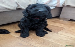 Cockapoo dogs for sale: 6 black cockapoos - Image 10