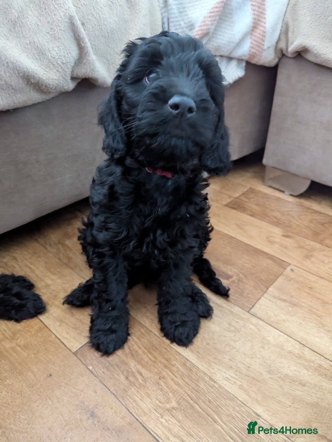 Cockapoo dogs for sale: 6 black cockapoos - Image 10