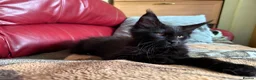 Maine Coon cats for sale: Gccf registered Maine coon kittens - Advert 9