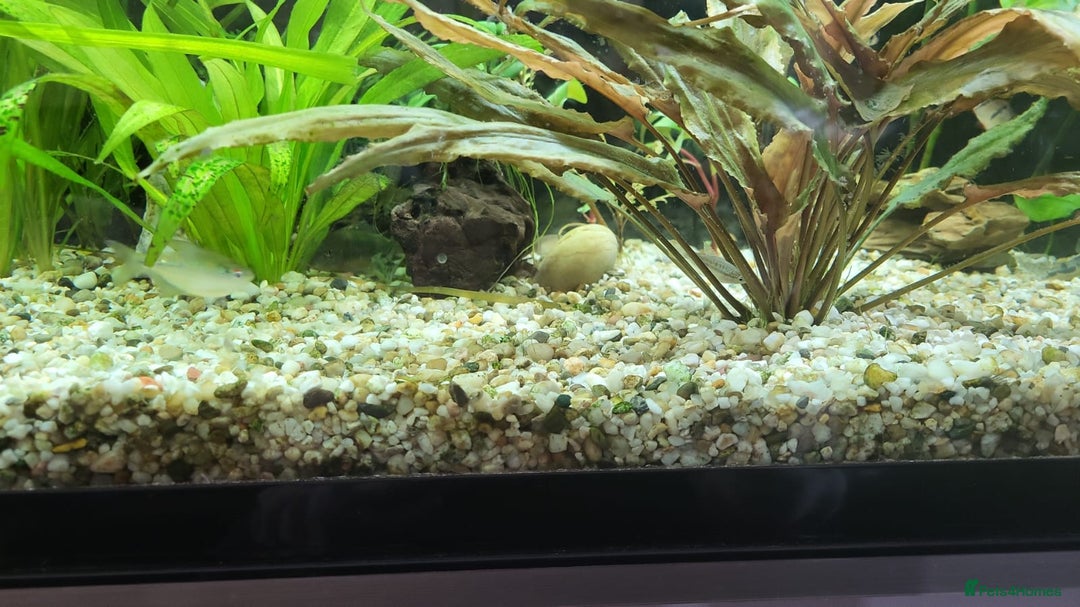 Other/Mixed Breed fish for sale: 182 litre aqua one full set up  - Advert 2