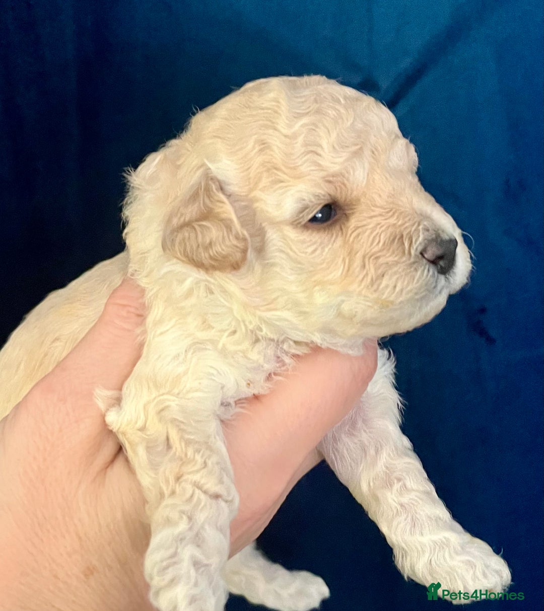Toy Poodle dogs for sale: KC Toy Poodle Puppies - Image 21