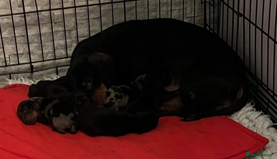 Miniature Dachshund dogs for sale: Gorgeous Miniature Dachshunds - Advert 4