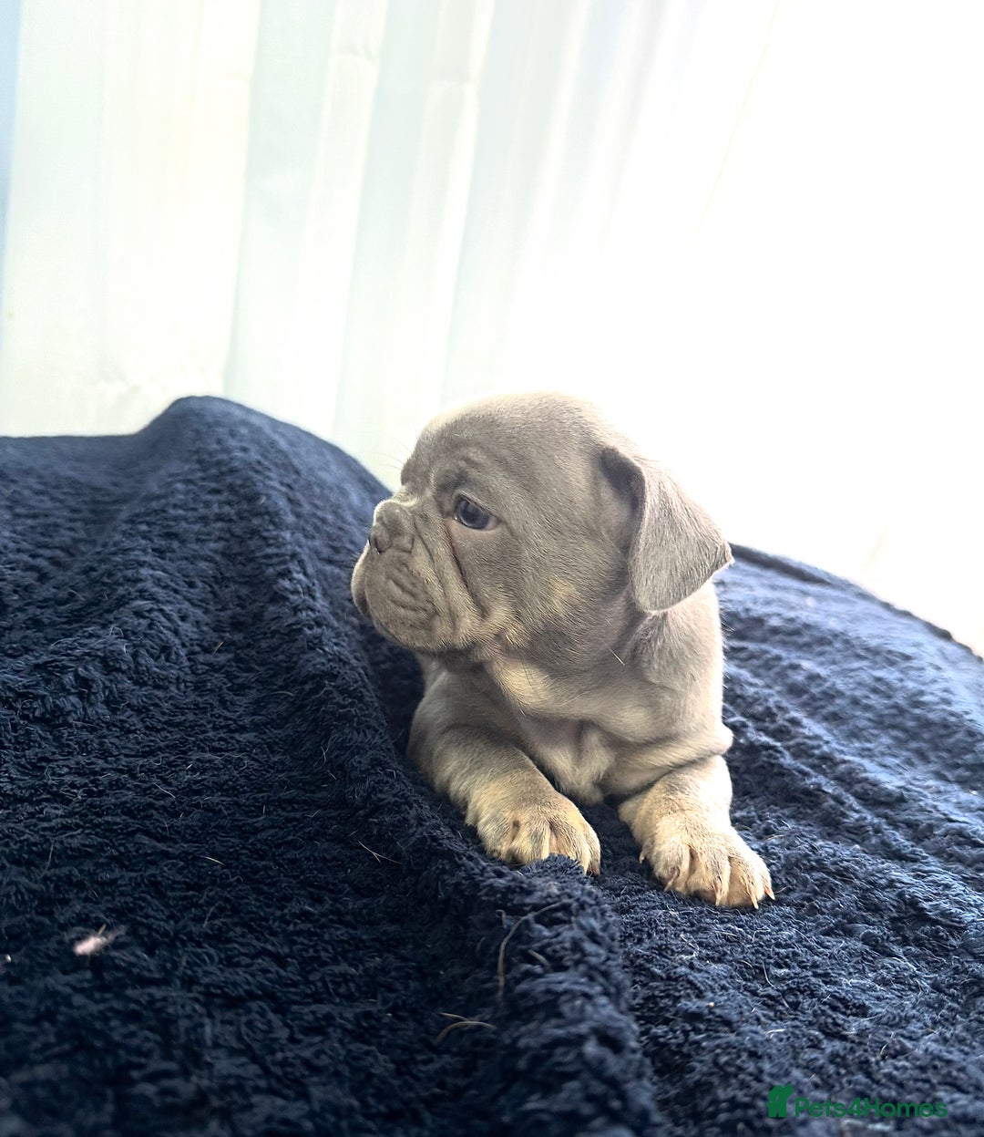 French Bulldog dogs for sale: KC Fluffy Carriers Isabella French Bulldogs puppy - Image 25