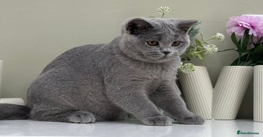 British Shorthair cats - Advert 1