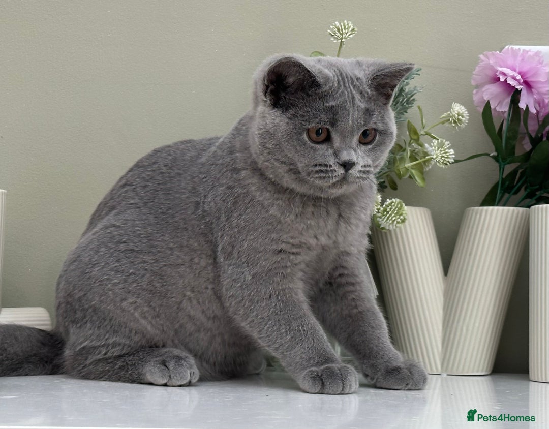 British Shorthair cats for sale: British Blue boy - Image 2