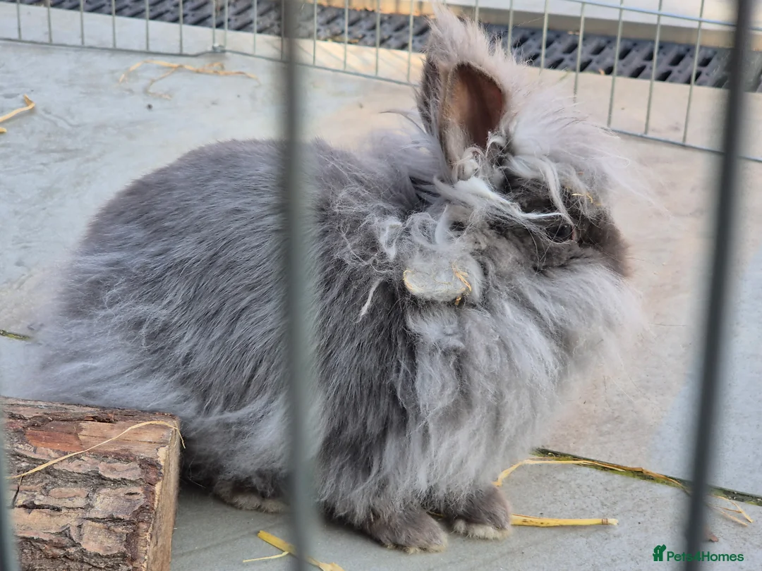 Lionhead rabbits for sale: Pure bred lionhead rabbit in Worcester - Advert 3