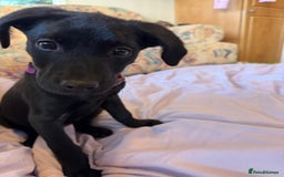 Labrador Retriever dogs for sale: Beautiful Labroador boy - Image 3