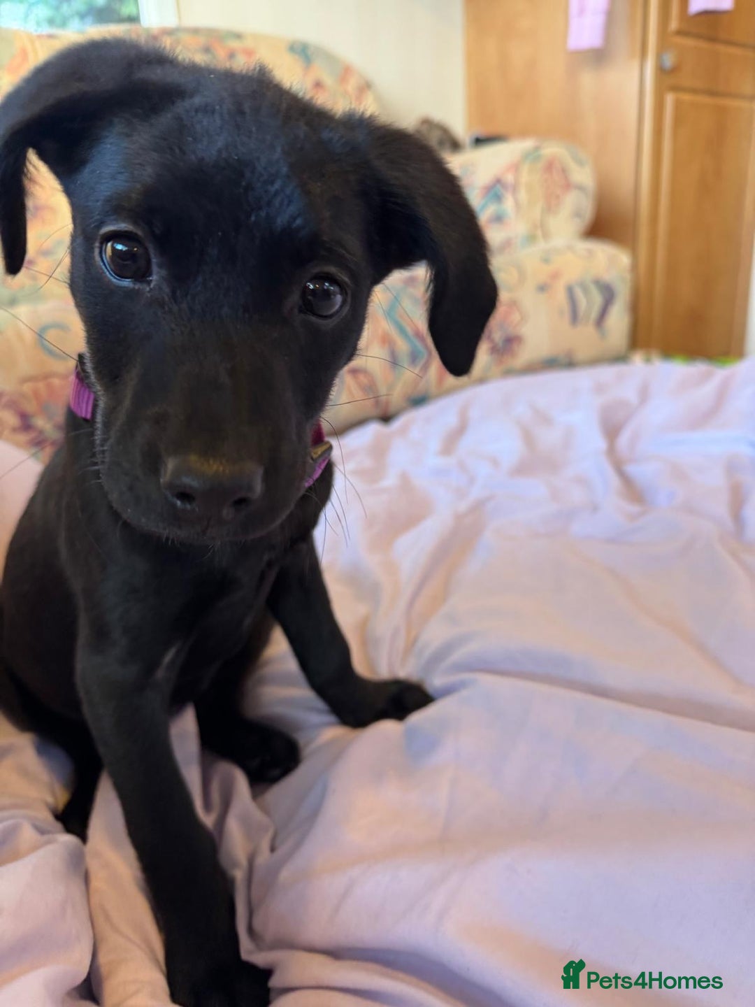 Labrador Retriever dogs for sale: Beautiful Labroador boy - Image 3