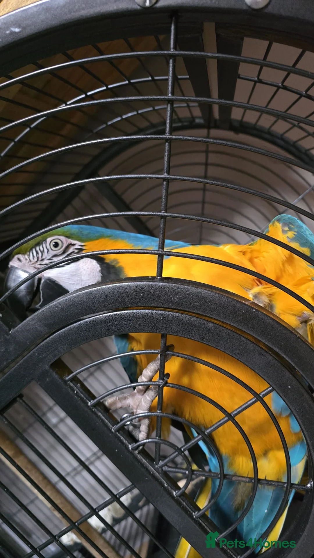 Macaws birds for sale: Blue and gold macaw  in Oldham - Advert 2