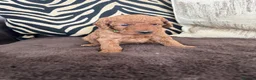 Labradoodle dogs for sale: Curly red Labradoodle F1b - Advert 9