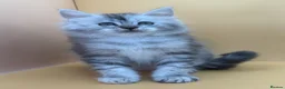 Maine Coon cats for sale: Maine Coons with Tests, Papers, Vet Checks & Vacc. - Advert 35