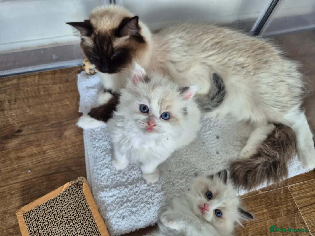Ragdoll cats for sale: Ragdoll TICA registered - Advert 2