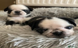 Pug dogs for sale: Stunning pug puppies health tested parents 🐶!!! - Image 7