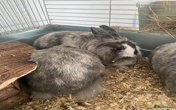 Lionhead rabbits for sale: Rabbits- free to a good home  - Image 2