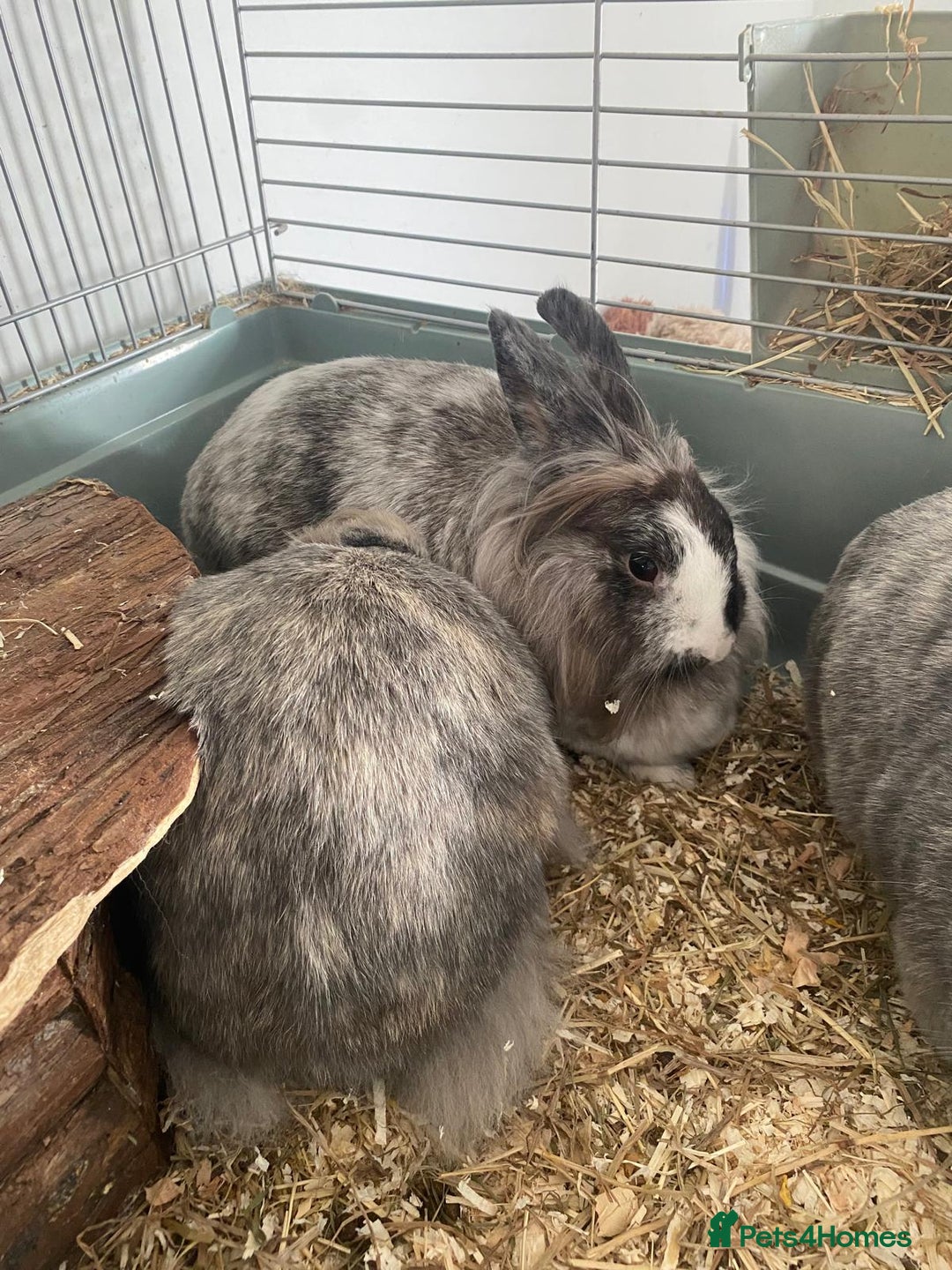 Lionhead rabbits for sale: Rabbits- free to a good home  - Image 2