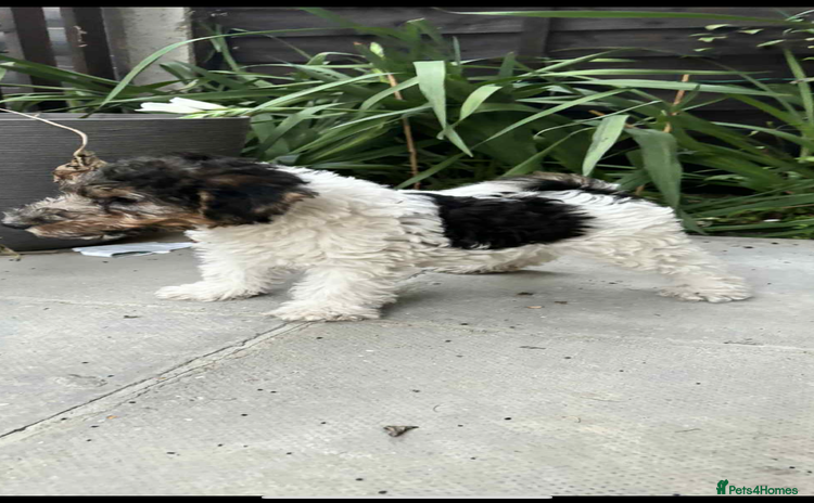 Fox Terrier dogs - Advert 1