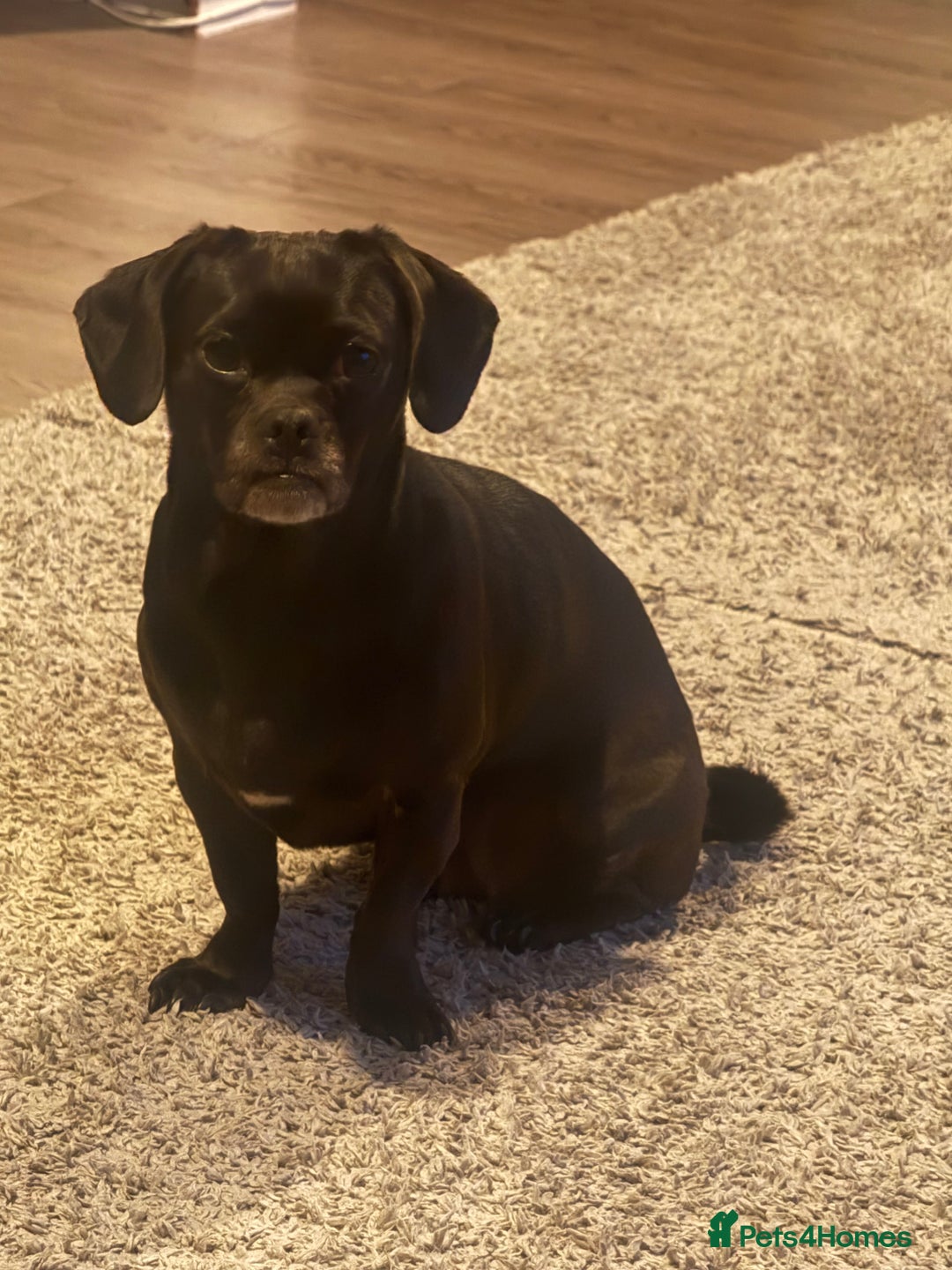 Mixed Breed dogs for sale: Both for rehoming - Advert 2