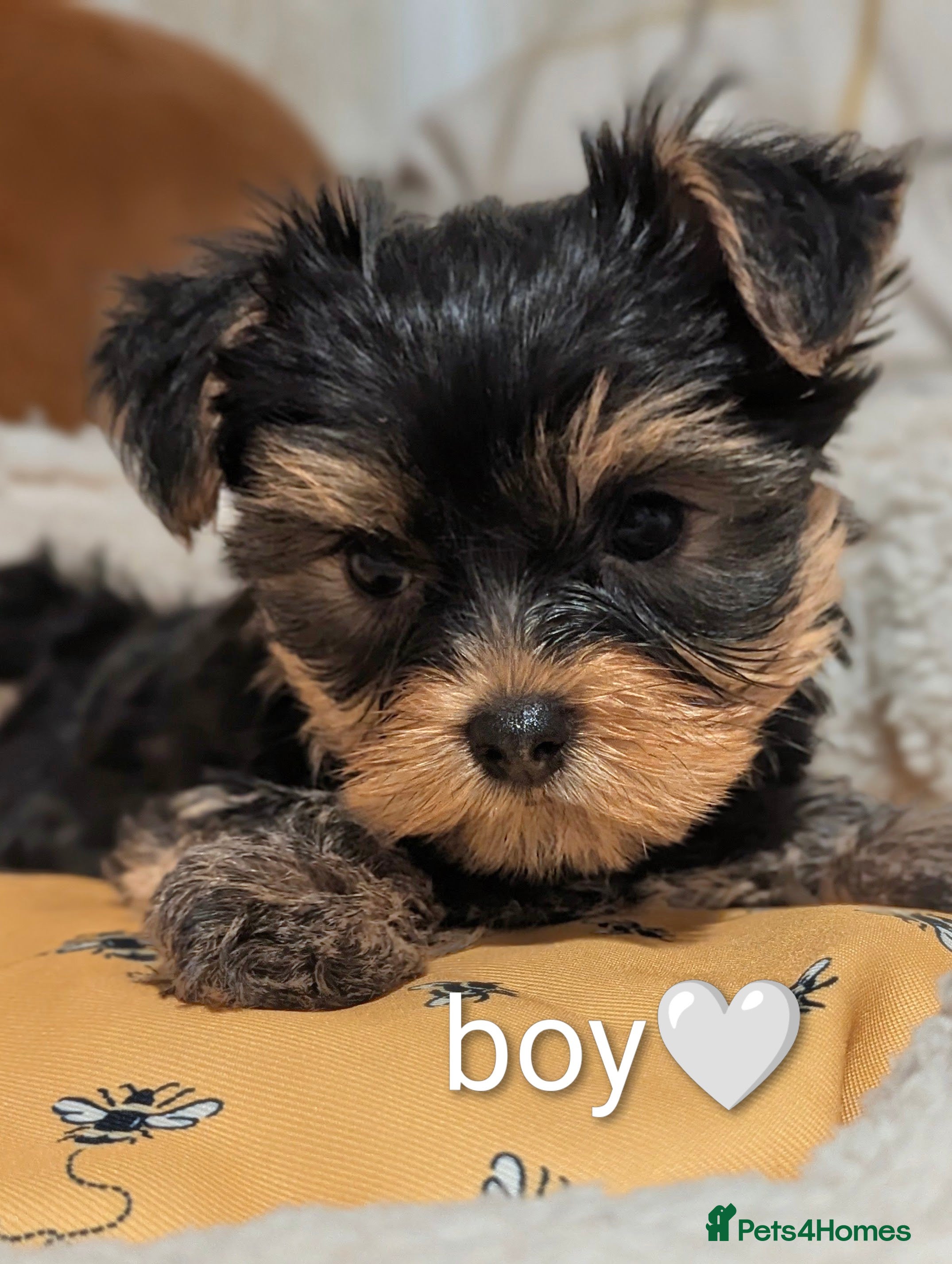 Yorkshire Terrier dogs Adorable Yorkshire terrier puppy available  - Advert 3