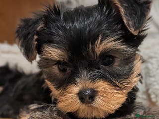 Yorkshire Terrier dogs Adorable Yorkshire terrier puppy available - Advert 9