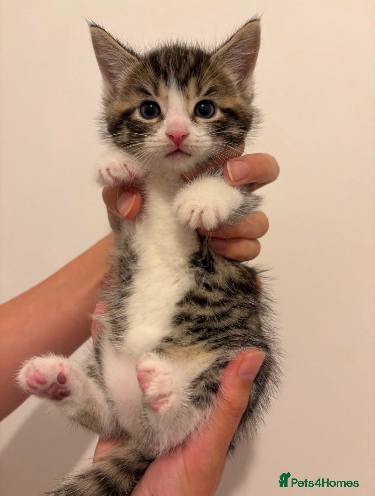 Domestic Shorthair cats Adorable Kittens Looking for Their Forever Homes  - Advert 1