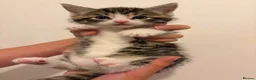 Domestic Shorthair cats for adoption: Adorable Kittens Looking for Their Forever Homes  - Advert 1