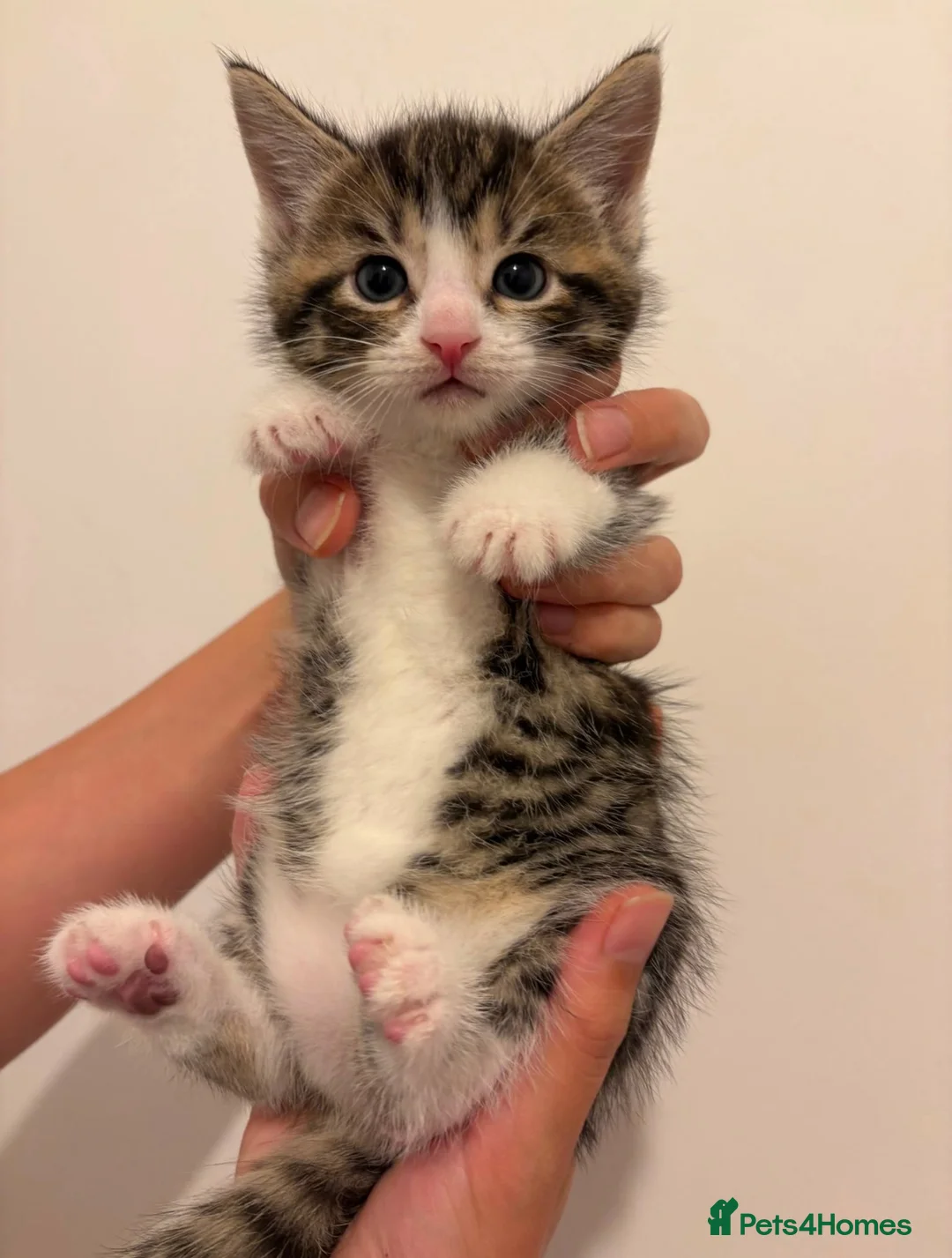 Domestic Shorthair cats for adoption: Adorable Kittens Looking for Their Forever Homes  - Advert 1