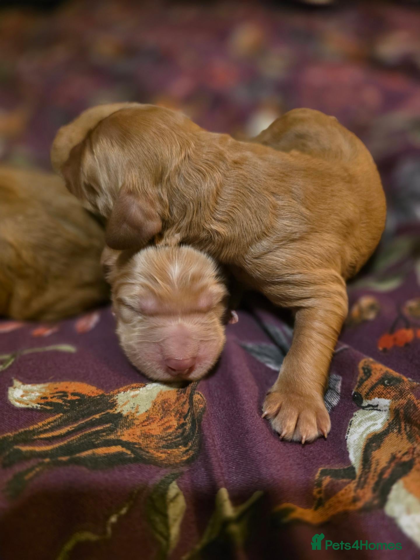Cockapoo dogs Beautiful F1 Cockapoo Puppies  - Advert 8