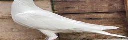 Pigeons birds for sale: WHITE RACING PIGEON  - Advert 11